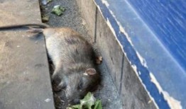 巨型老鼠爆料视频播放,揭秘神秘生物的真实面目